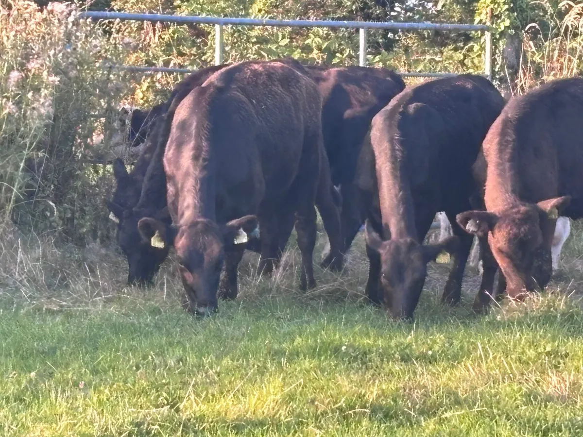 8 Hereford & Angus Weanlings for sale - Image 3