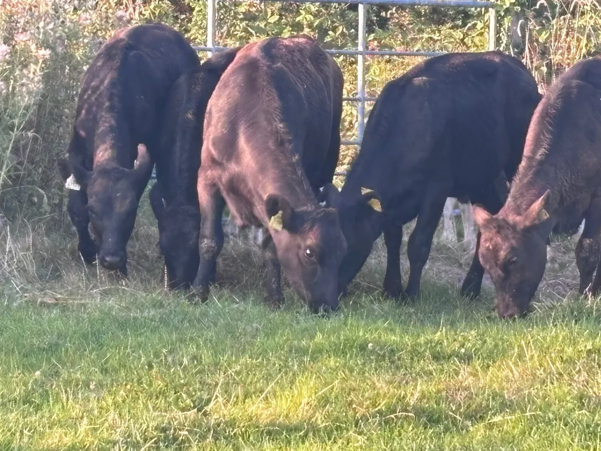 8 Hereford & Angus Weanlings for sale - Image 4