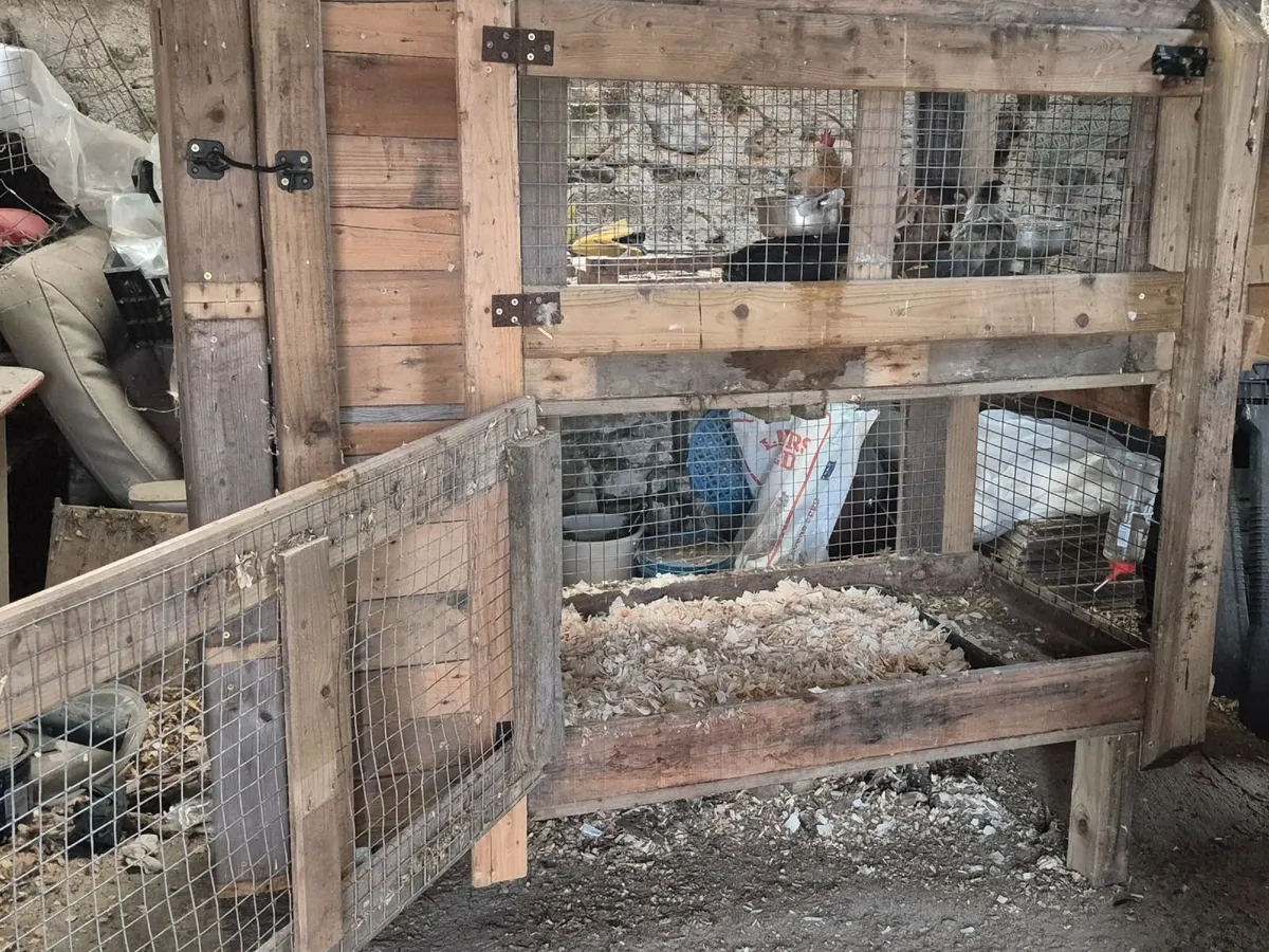 Poultry - Image 1