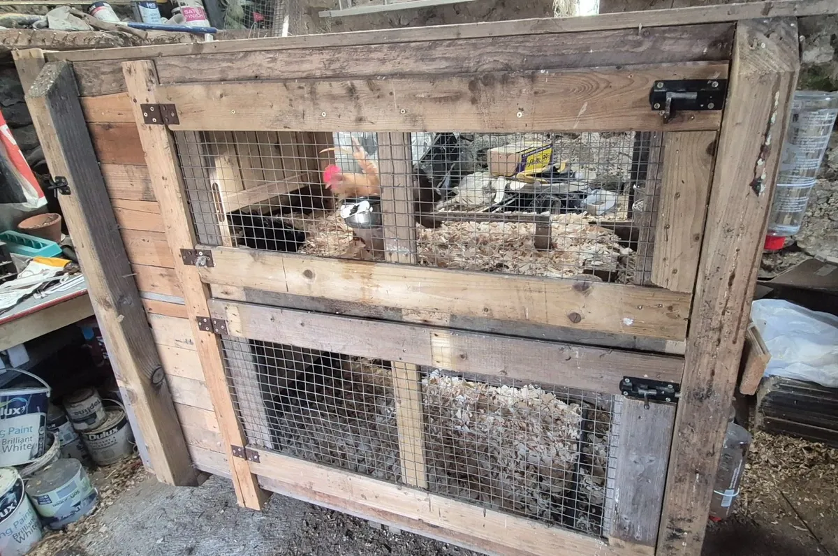 Poultry - Image 2