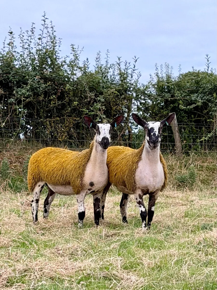 💥 Bluefaced Leicester ewe lambs 💥 - Image 1