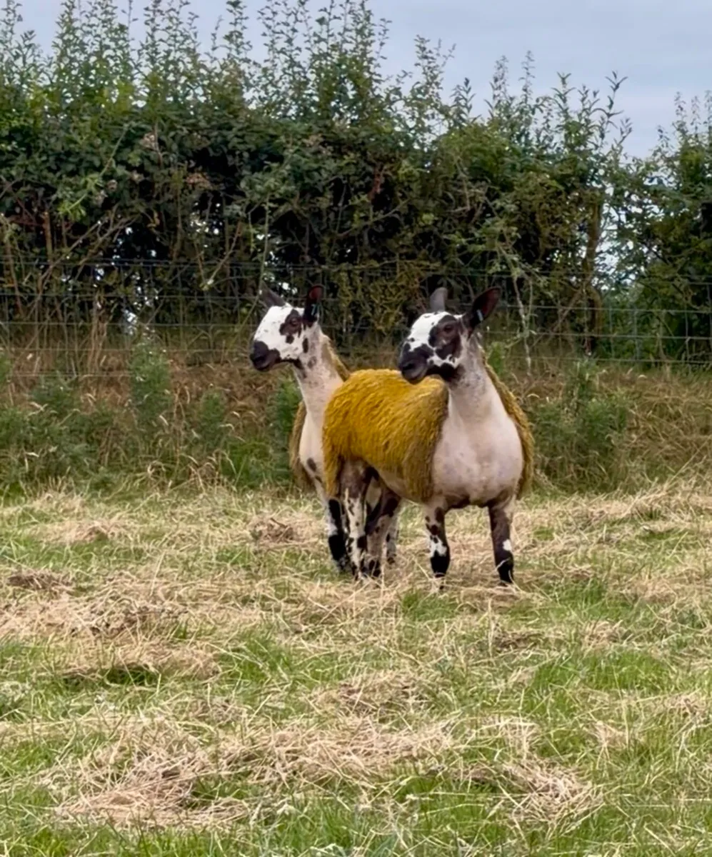 💥 Bluefaced Leicester ewe lambs 💥 - Image 2