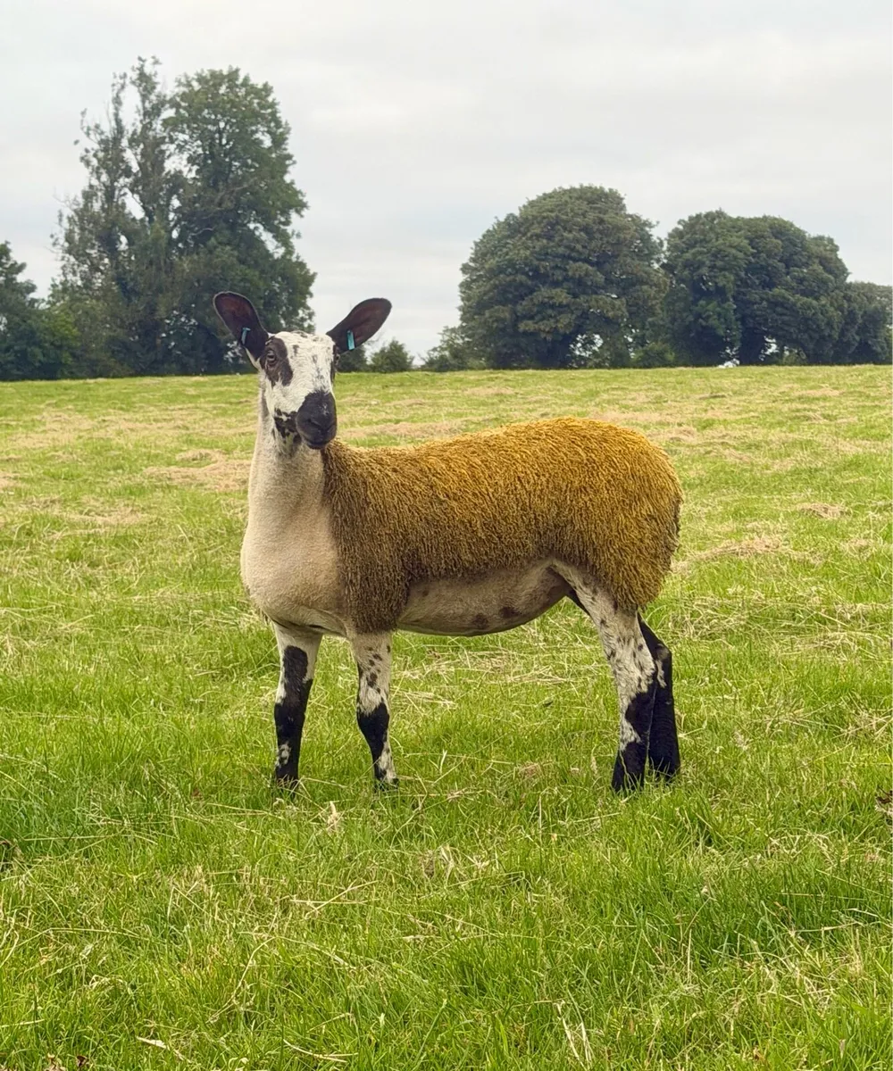 💥 Bluefaced Leicester ewe lambs 💥 - Image 3
