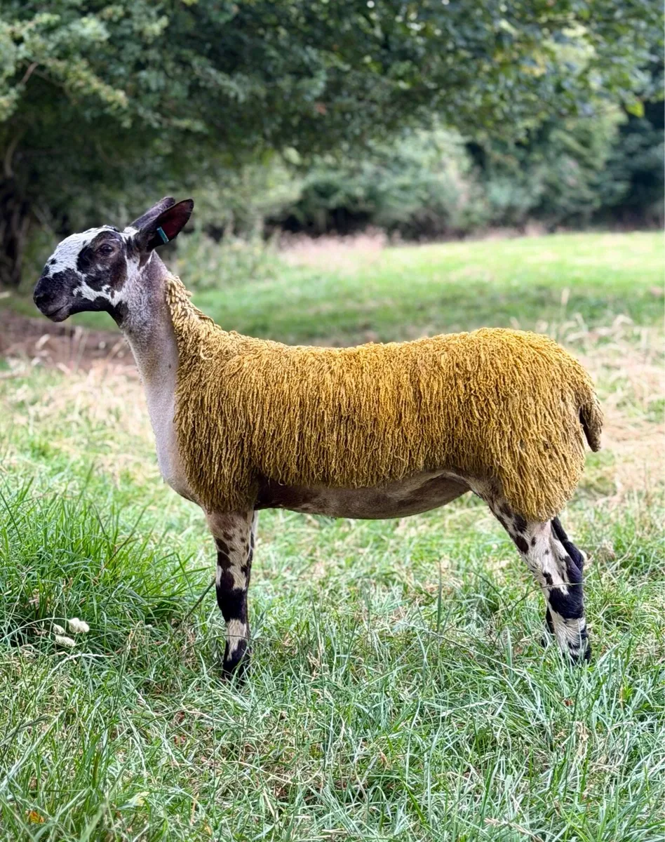 💥 Bluefaced Leicester ewe lambs 💥 - Image 4