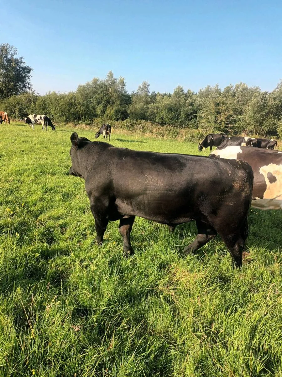 Angus bull - Image 1