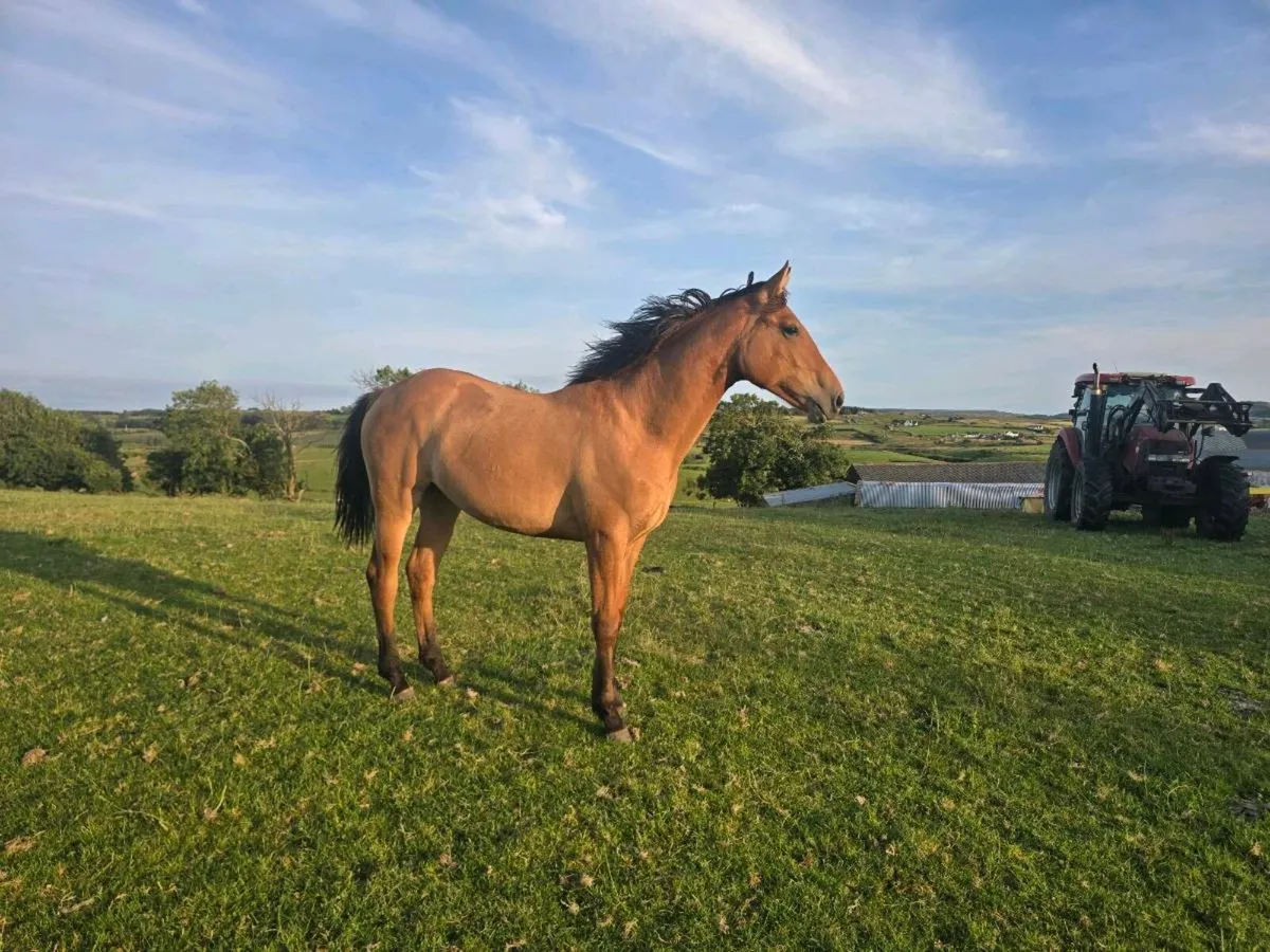Dun yearling filly. - Image 2