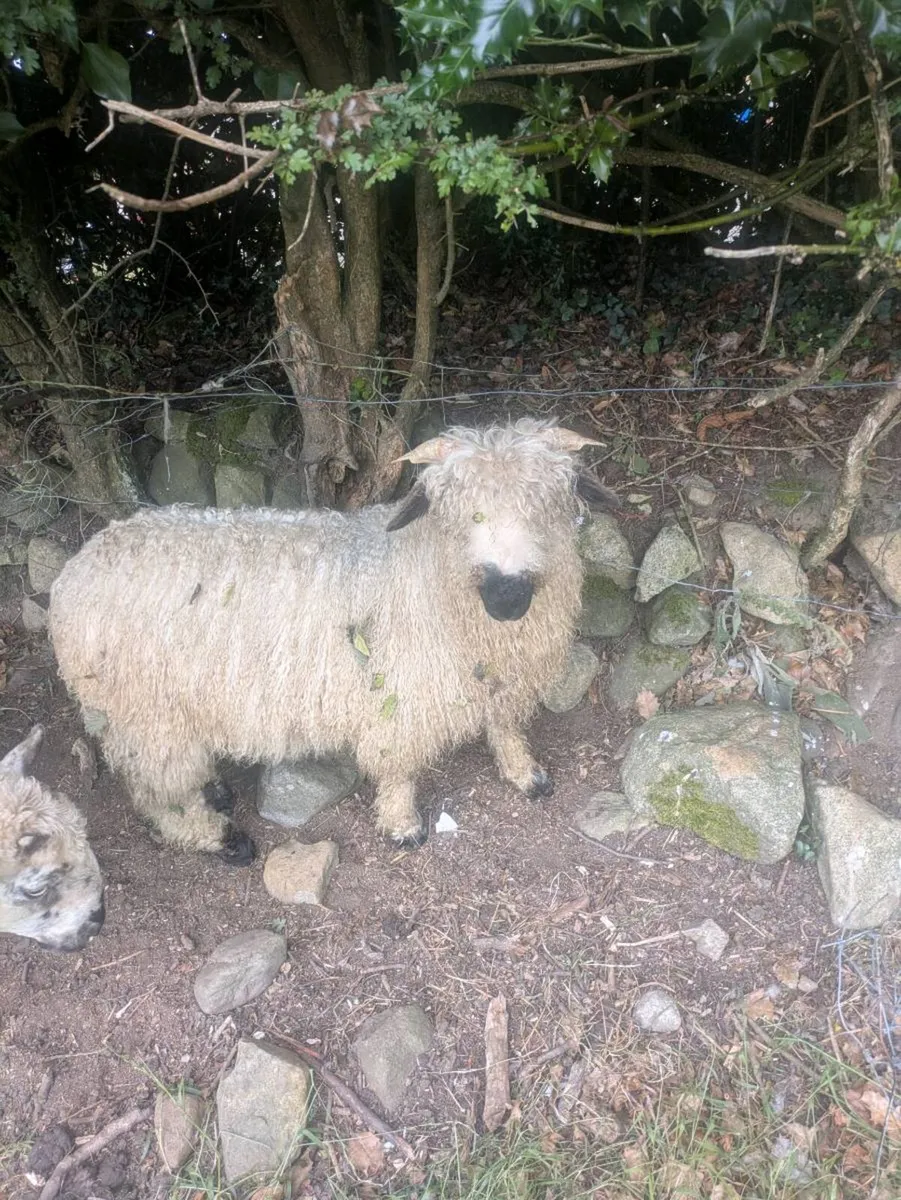 Valais black nose - Image 2