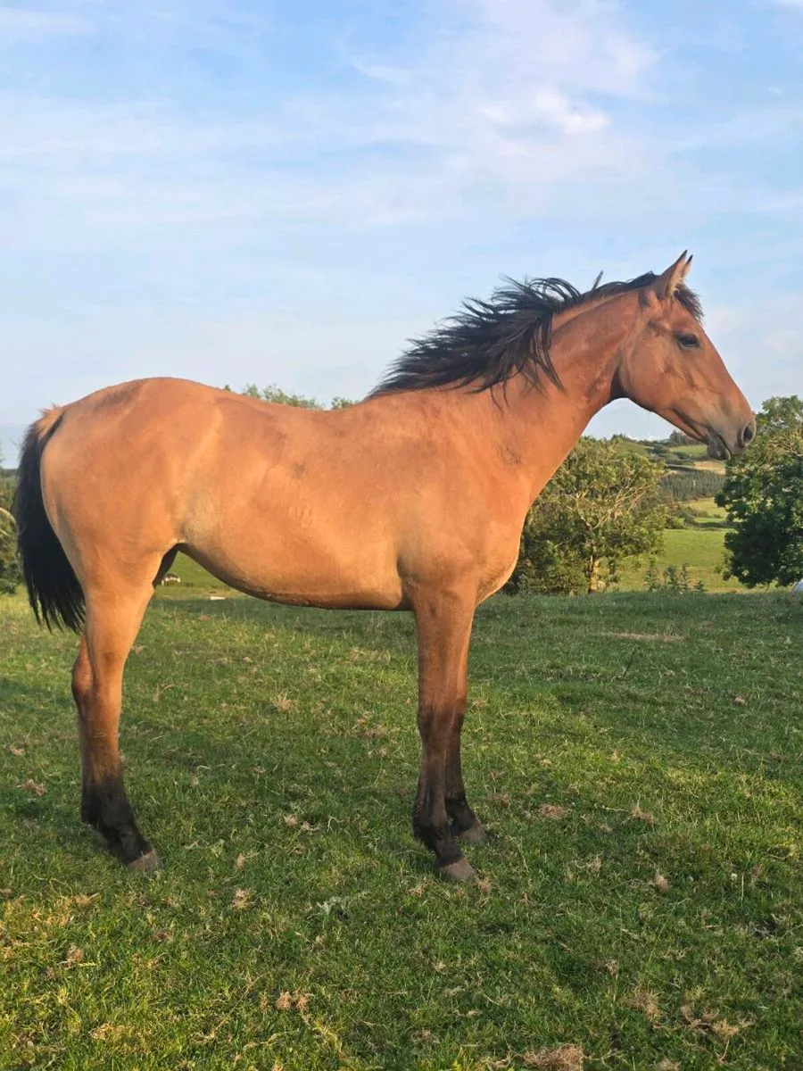 Dun yearling filly. - Image 4