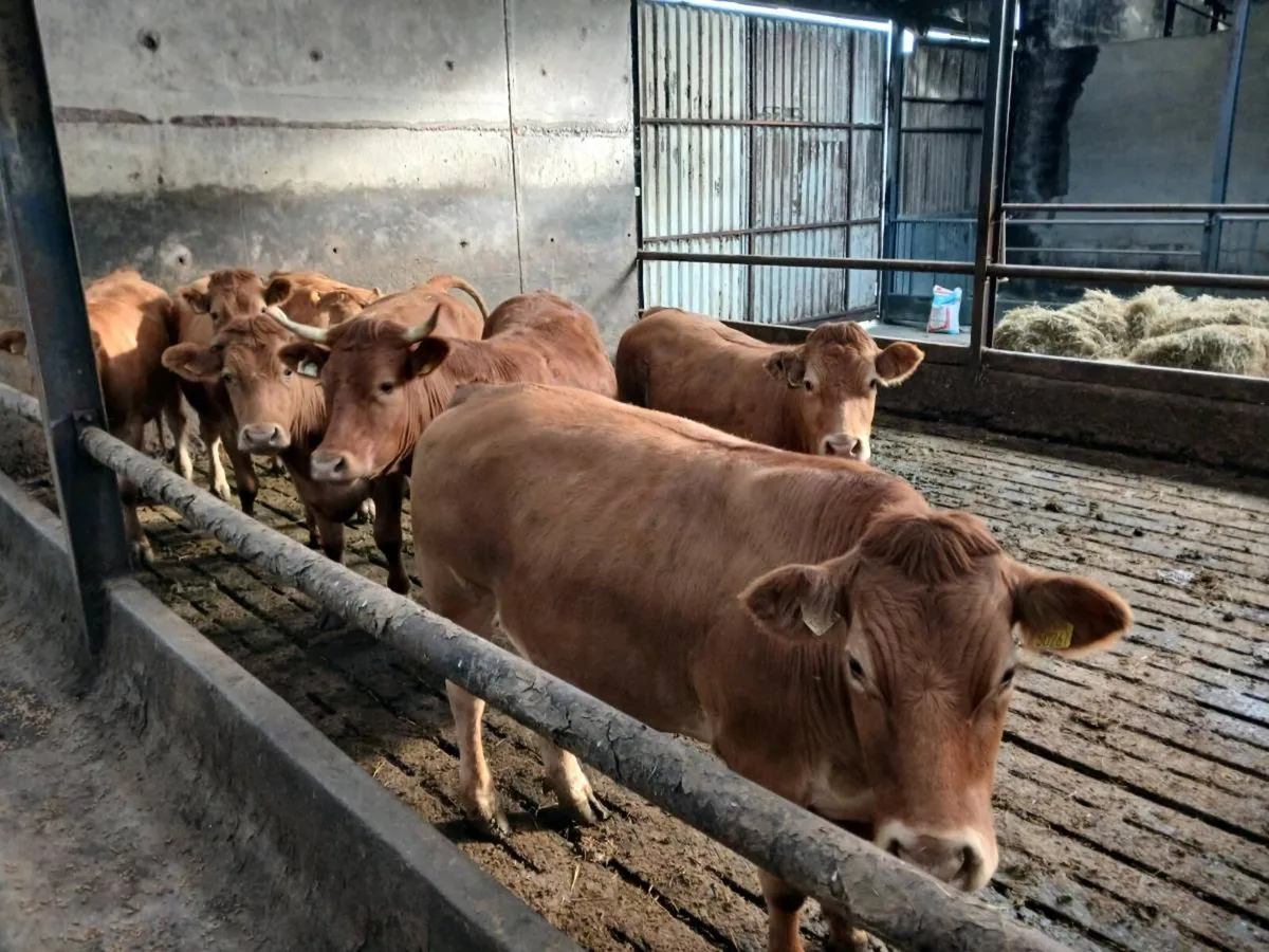 organic bullocks - Image 1