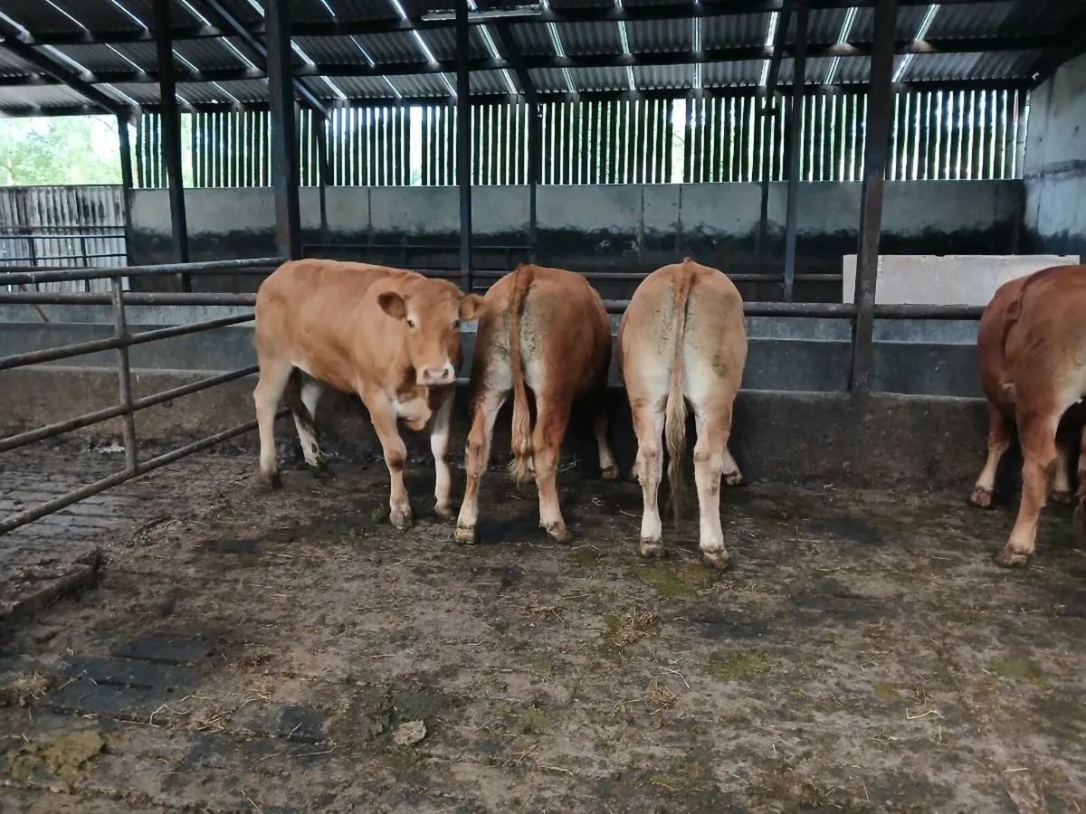 organic bullocks - Image 2
