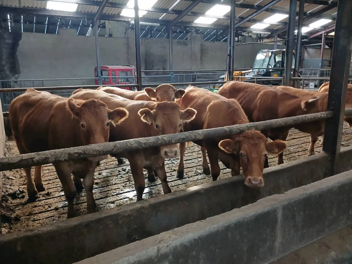 organic bullocks - Image 3