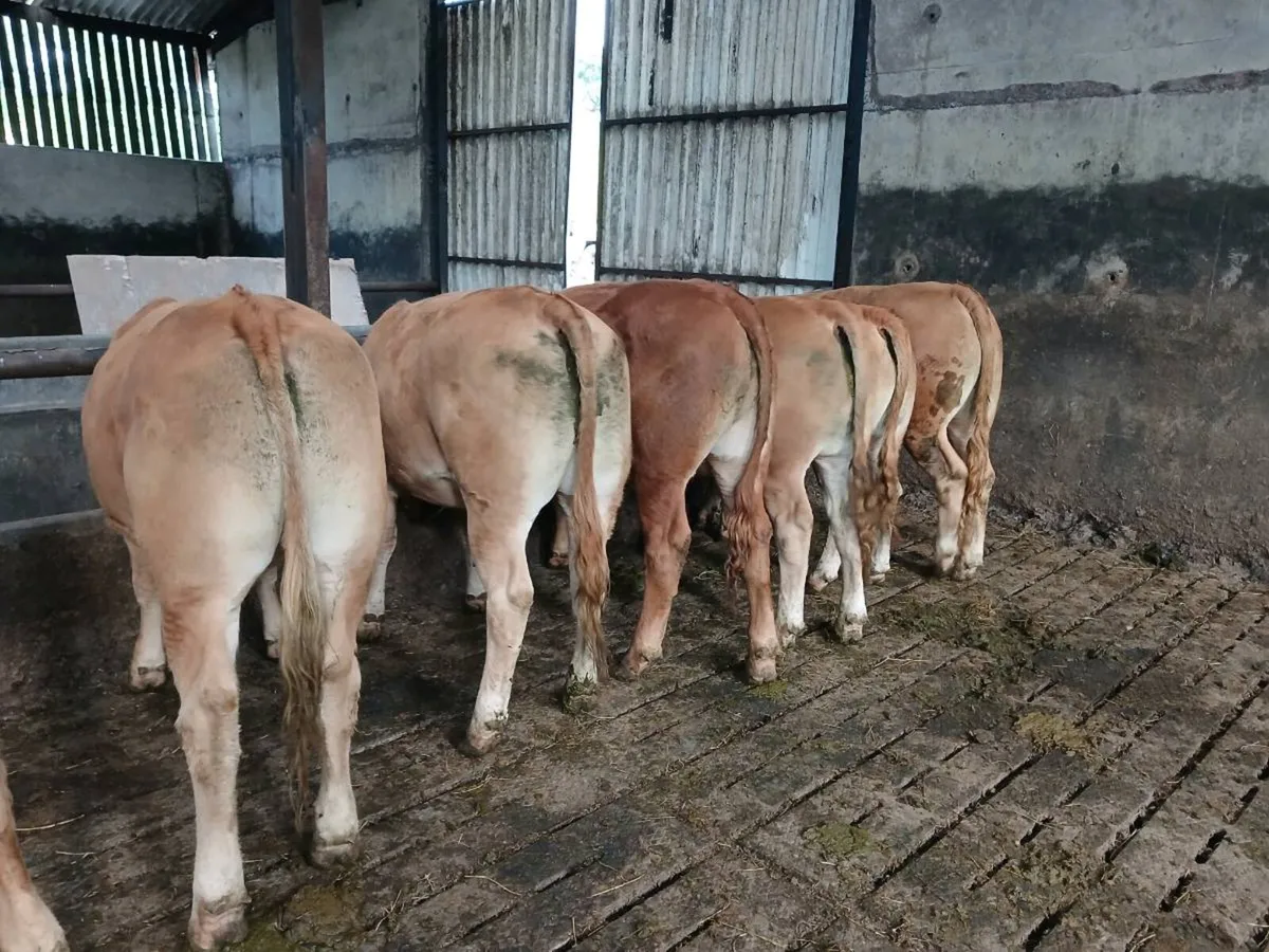 organic bullocks - Image 4