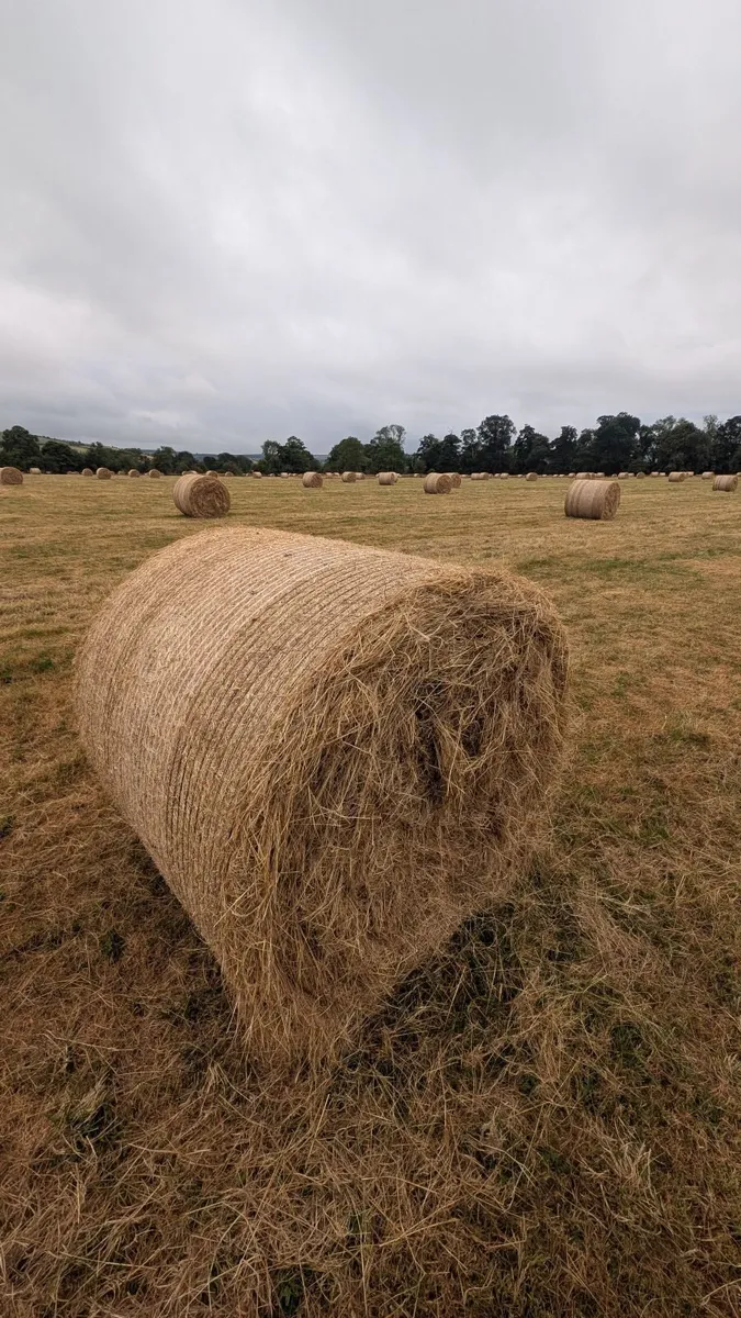 Round Hay bales - Image 2
