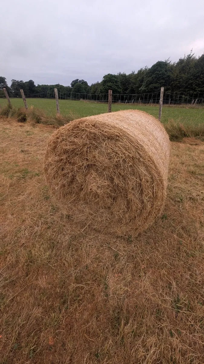 Round Hay bales - Image 3
