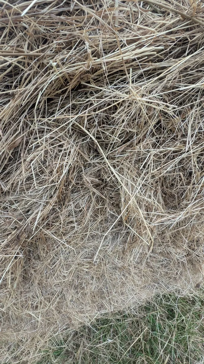 Round Hay bales - Image 4