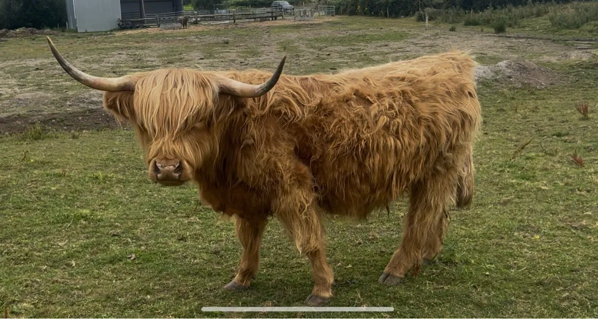 Highland Cattle - Image 1