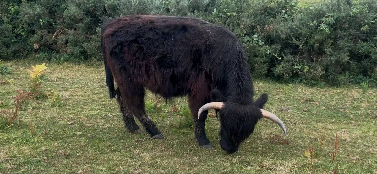 Highland Cattle - Image 3