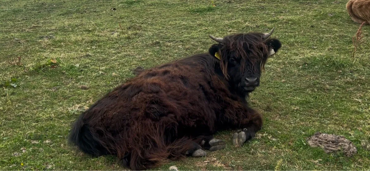 Highland Cattle - Image 4