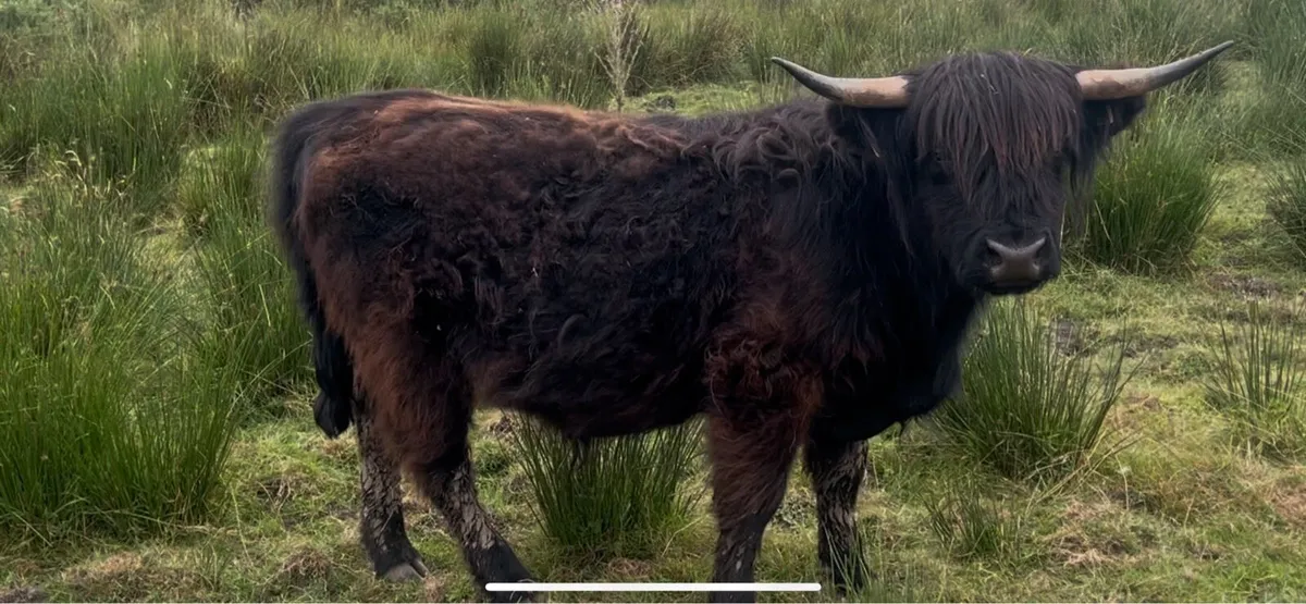 Highland Cattle - Image 2