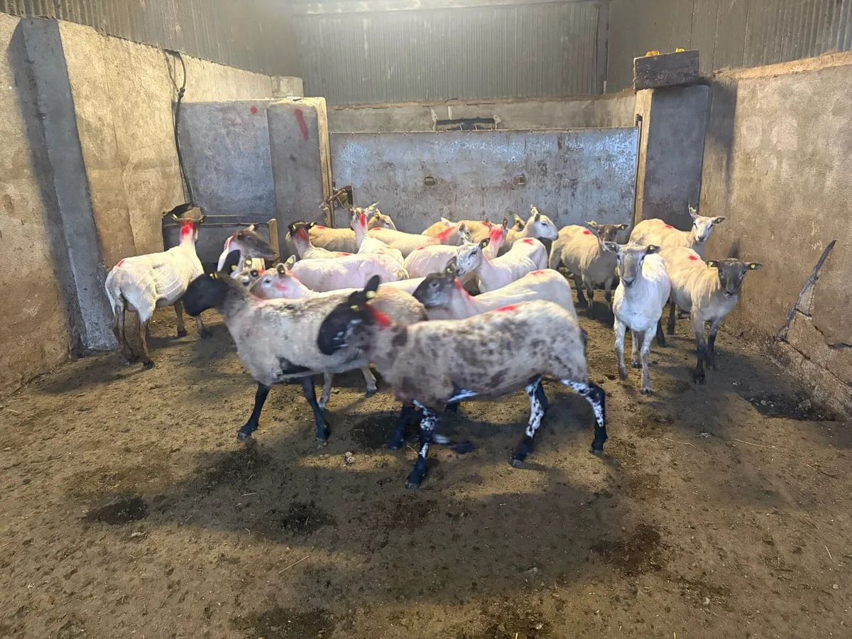 😍20 ewe hoggets 😍 - Image 1