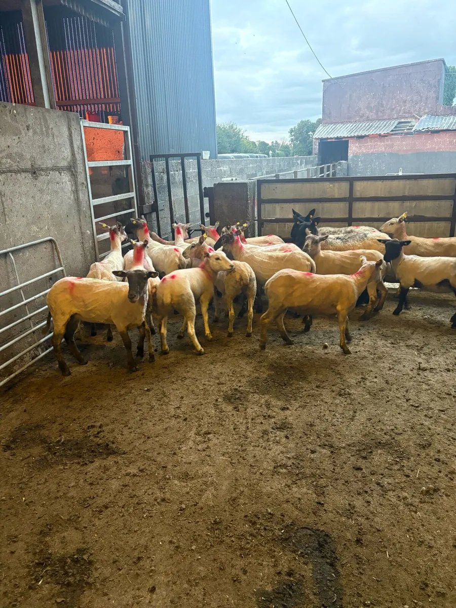 😍20 ewe hoggets 😍 - Image 2