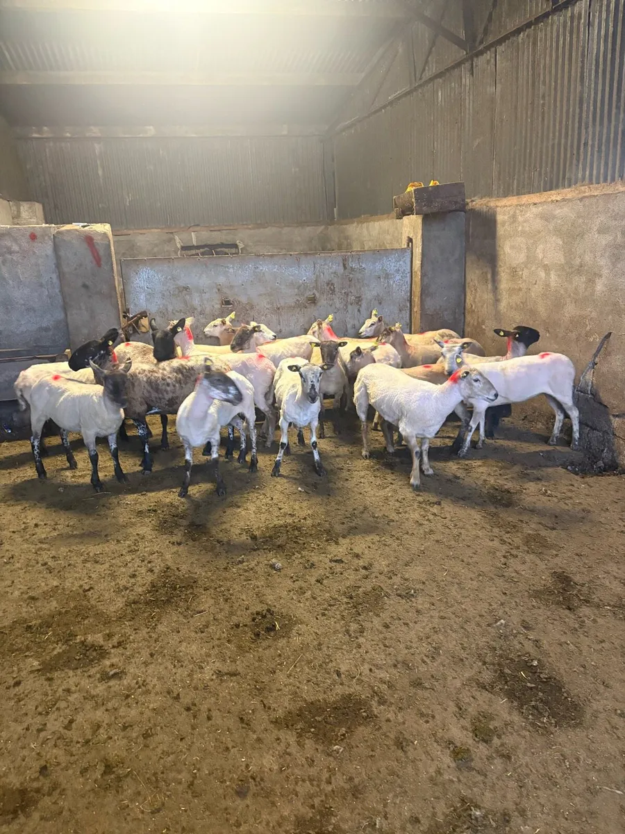 😍20 ewe hoggets 😍 - Image 3