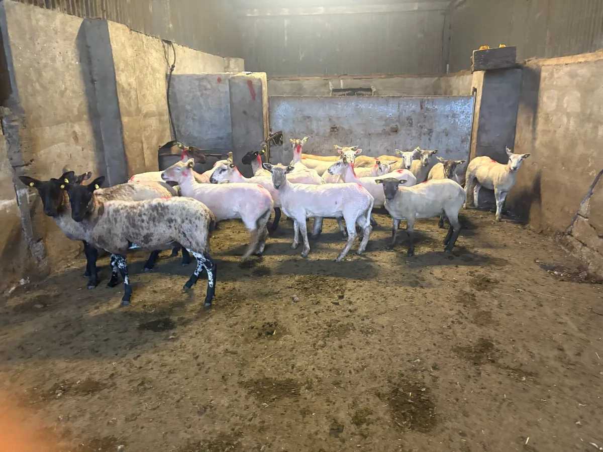😍20 ewe hoggets 😍 - Image 4