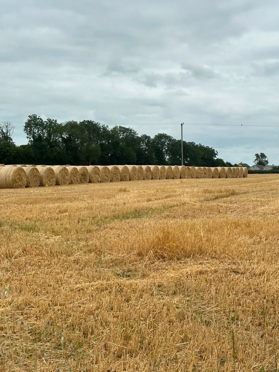 STRAW + HORSEHAY. - Image 1