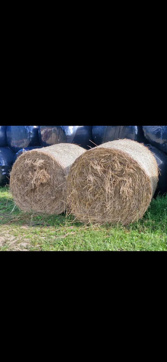 Bales of Rushes/Hay