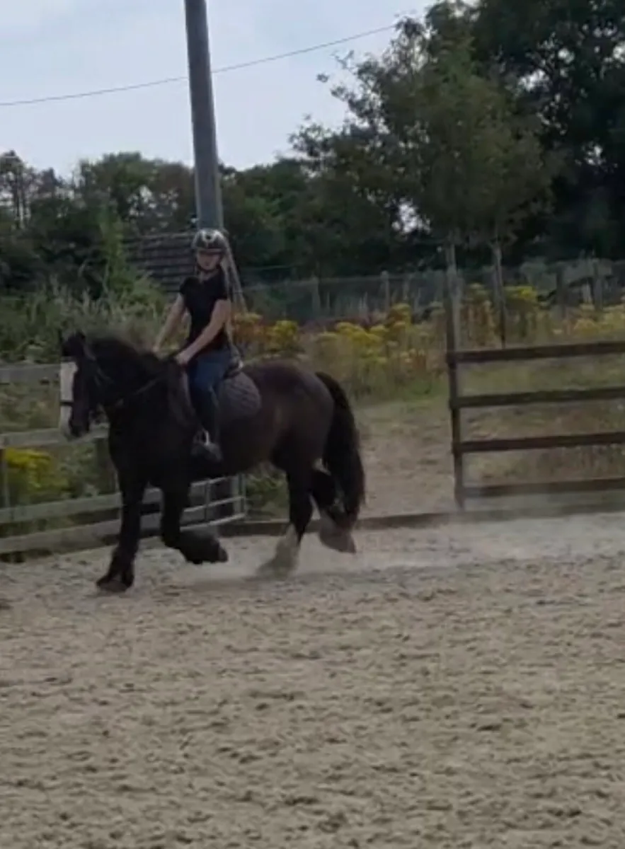 14.2 Gelding - Image 1