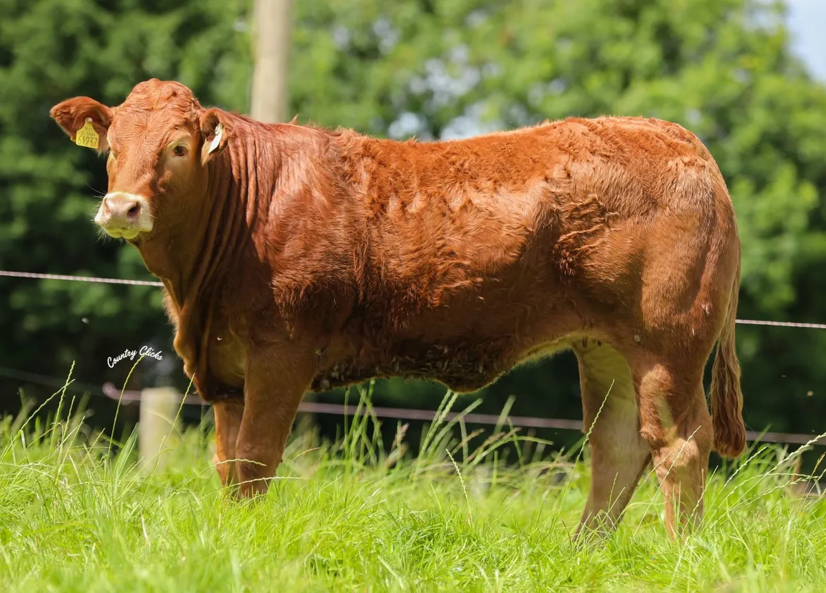 Limousin - Castleview Biennial Production Sale - Image 3