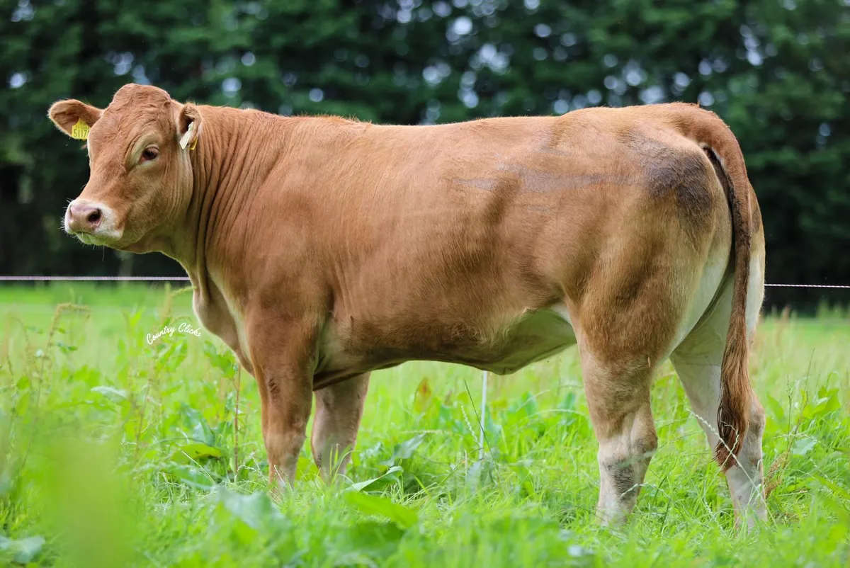 Limousin - Castleview Biennial Production Sale - Image 1