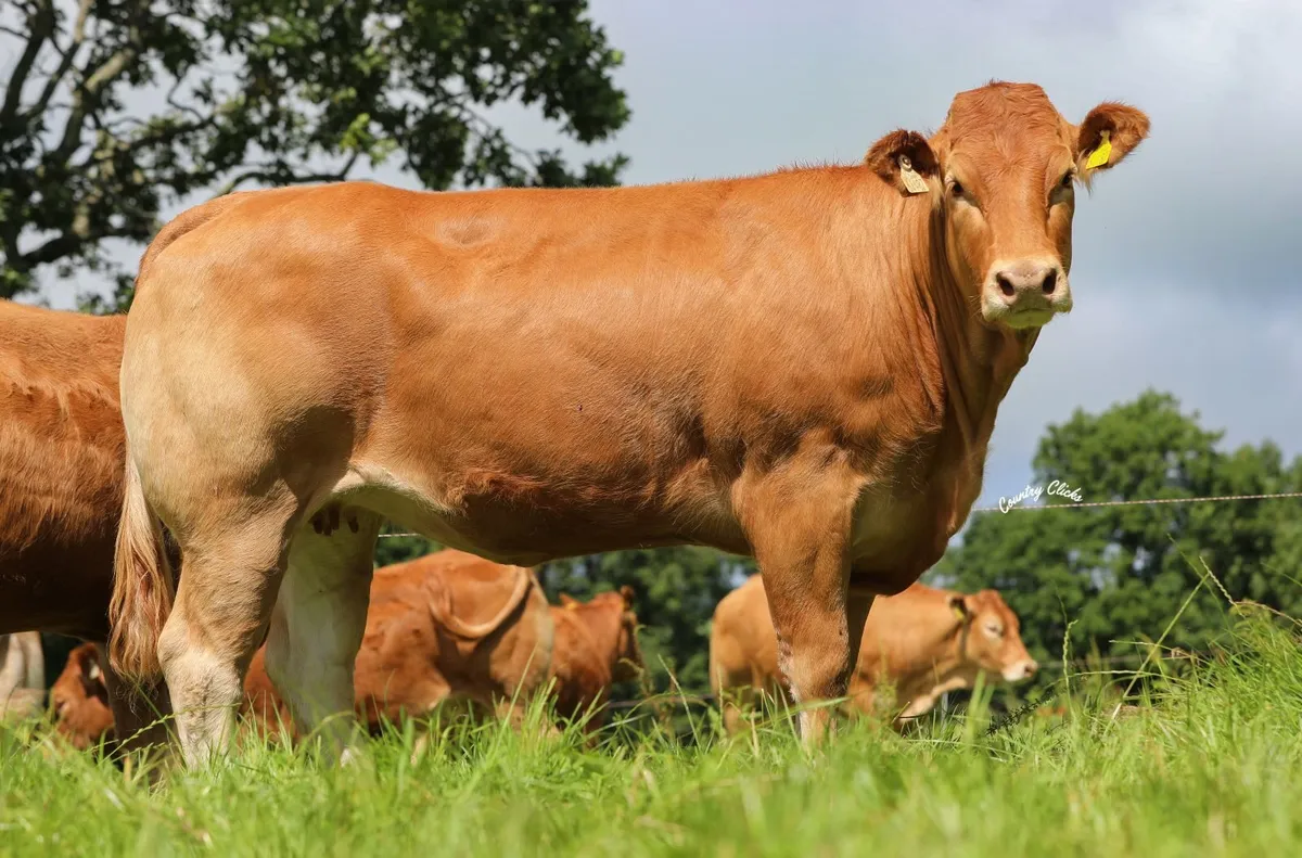 Limousin - Castleview Biennial Production Sale - Image 4