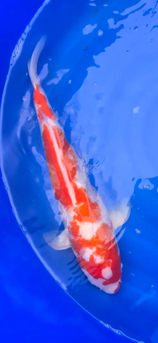 Koi carp and pond equipment - Image 1