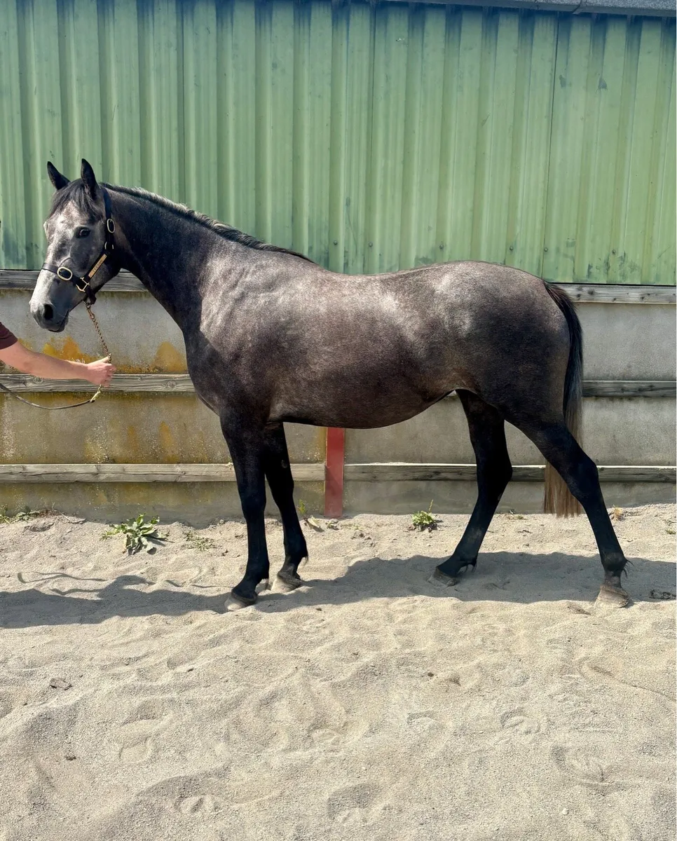 3 year old ISH Fillies - Image 1