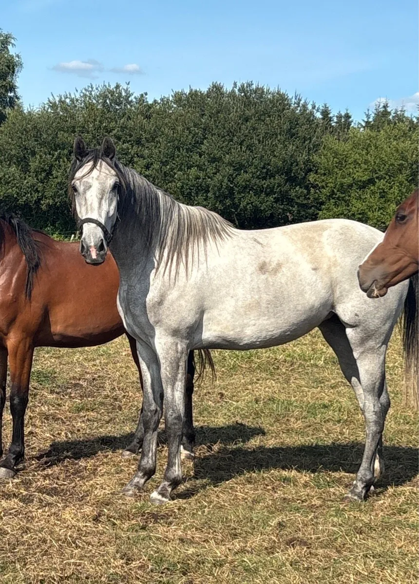 3 year old ISH Fillies - Image 2