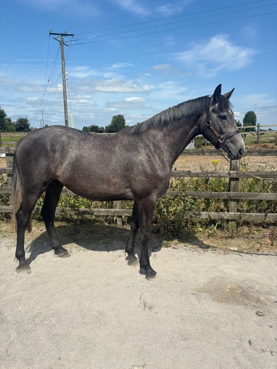 3 year old ISH Fillies - Image 3