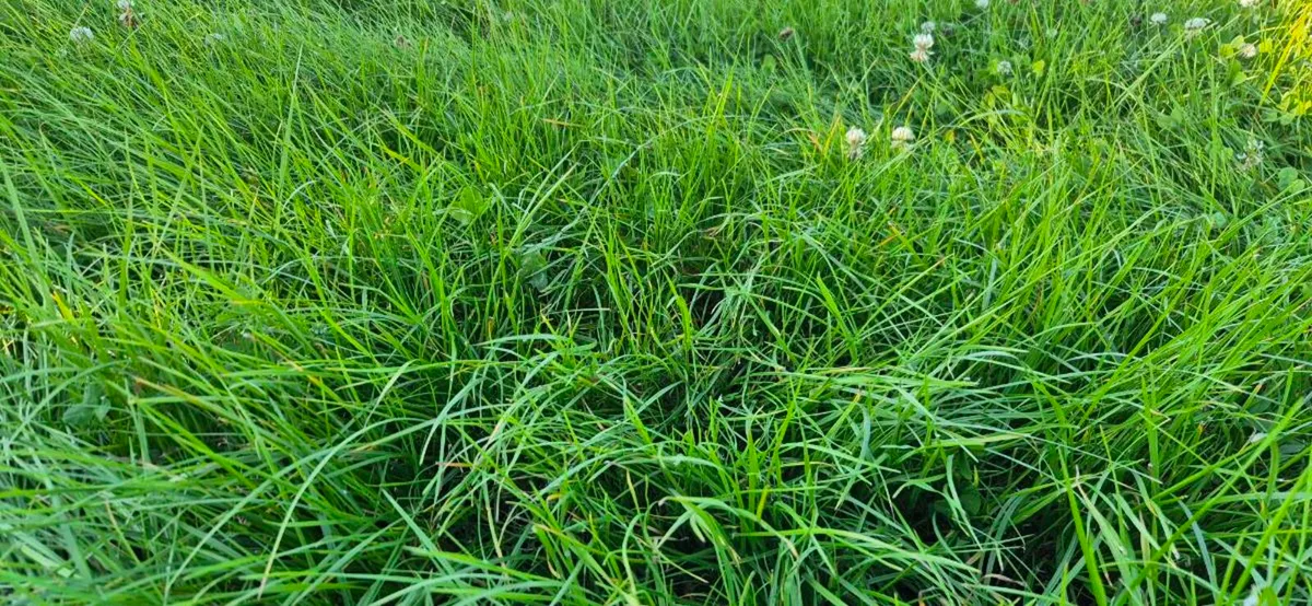 Top quality bales - New grass - Image 2