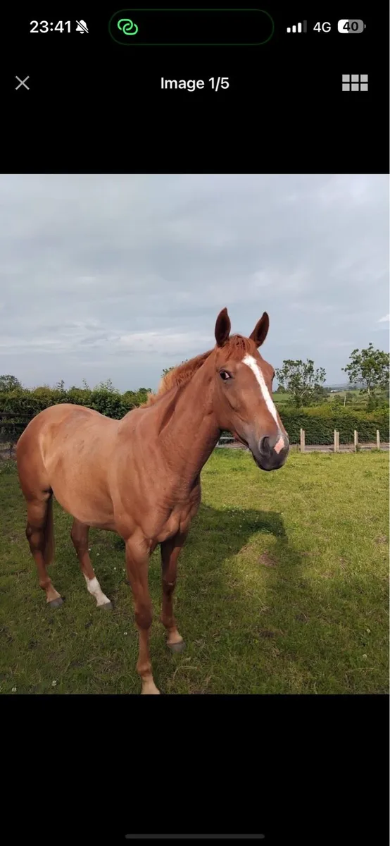 16hh chestnut mare - Image 2
