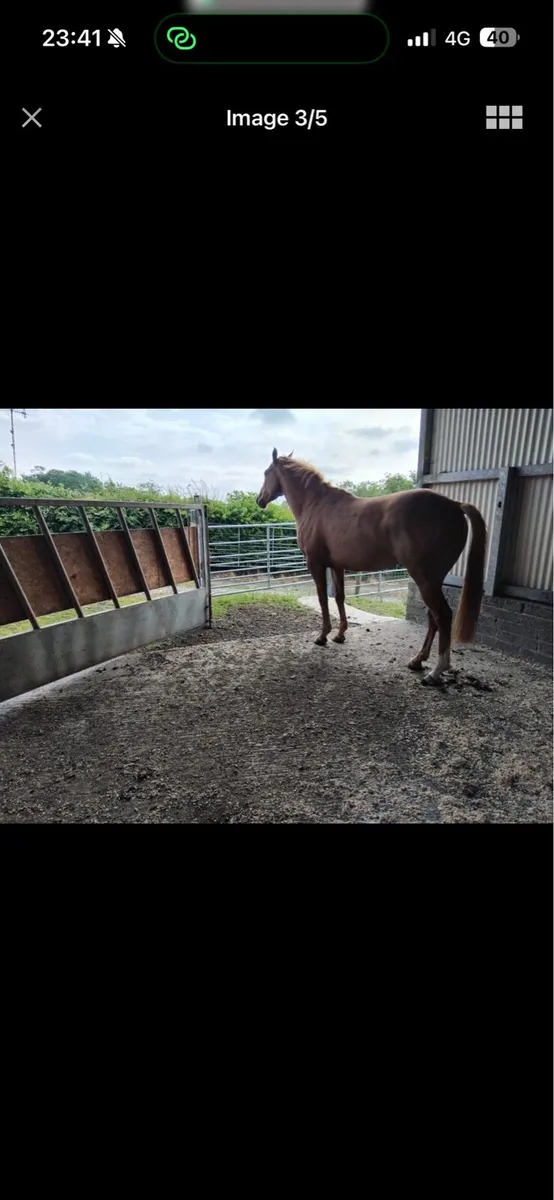 16hh chestnut mare - Image 3