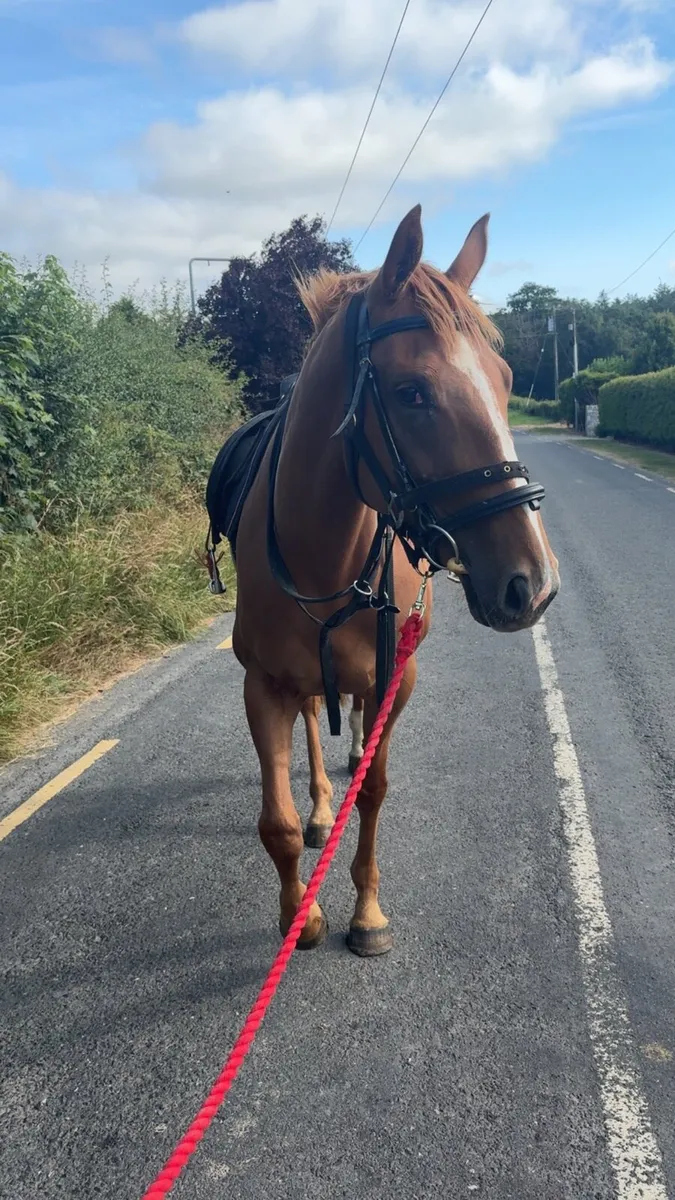 16hh chestnut mare - Image 1