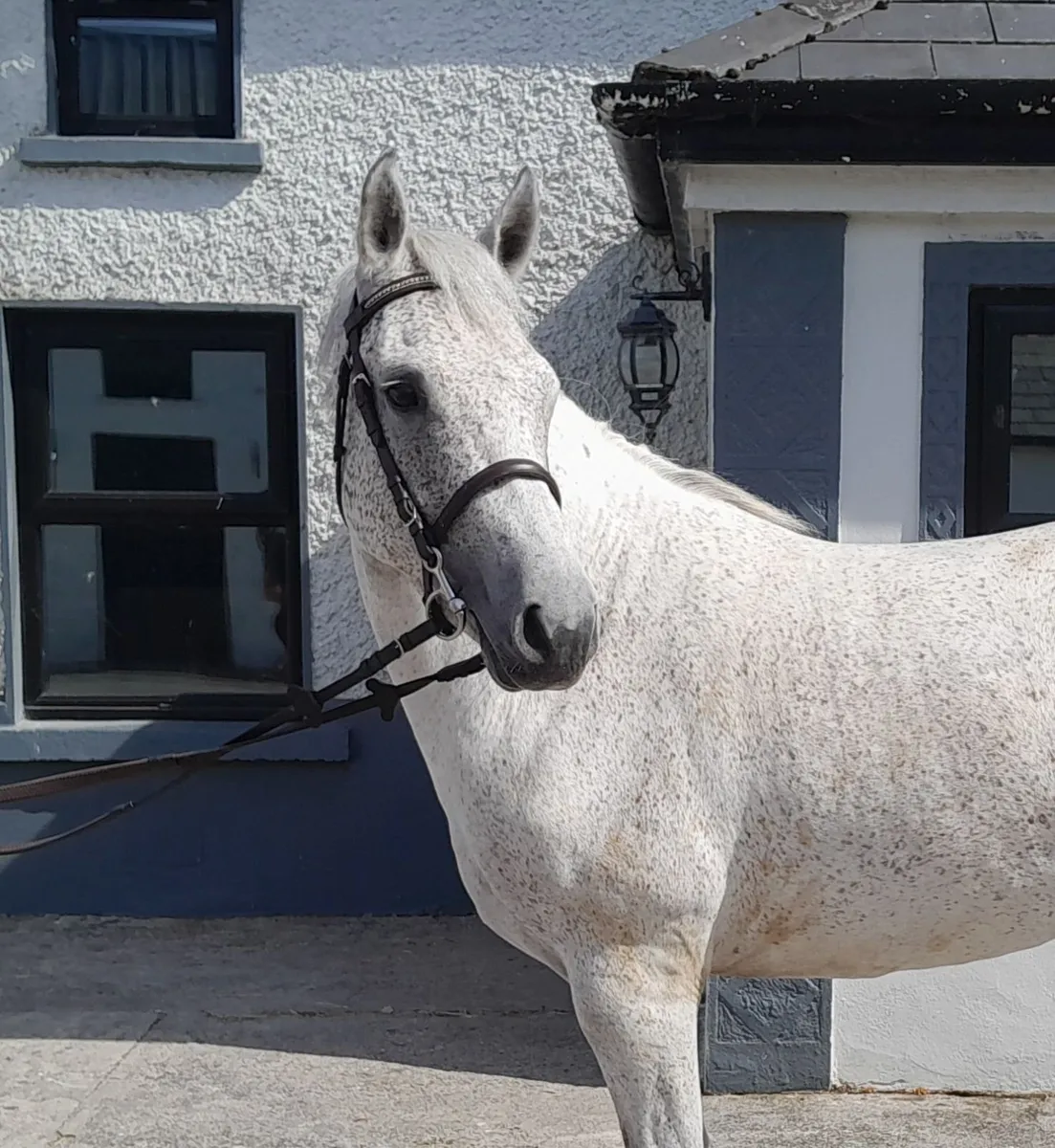 Connemara ponies - Image 1
