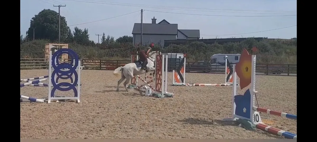 Connemara ponies - Image 3
