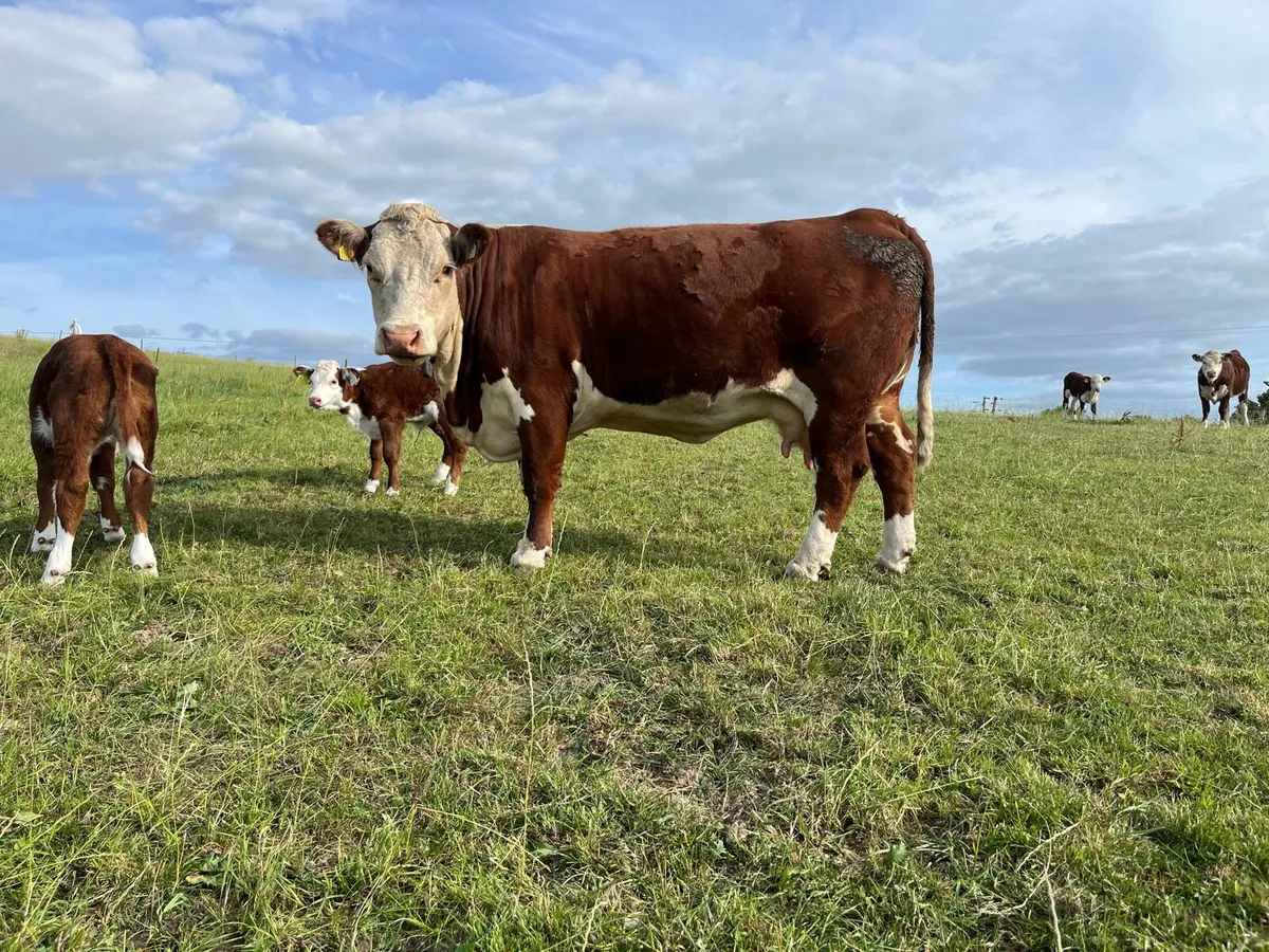 Pedigree Hereford cows and calves - Image 2