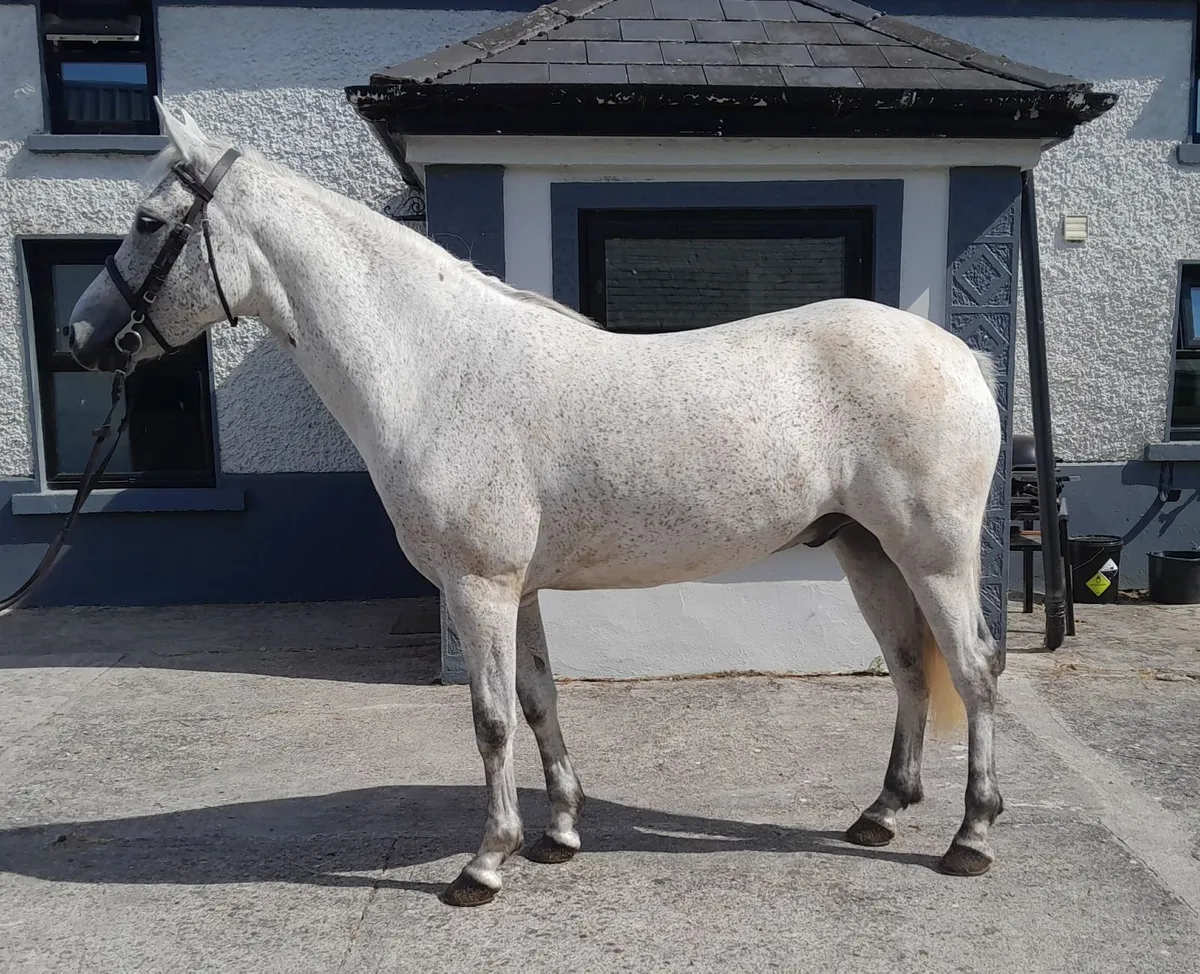 Connemara ponies - Image 4