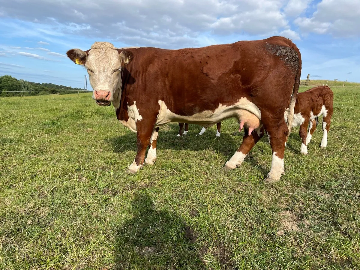 Pedigree Hereford cows and calves - Image 3
