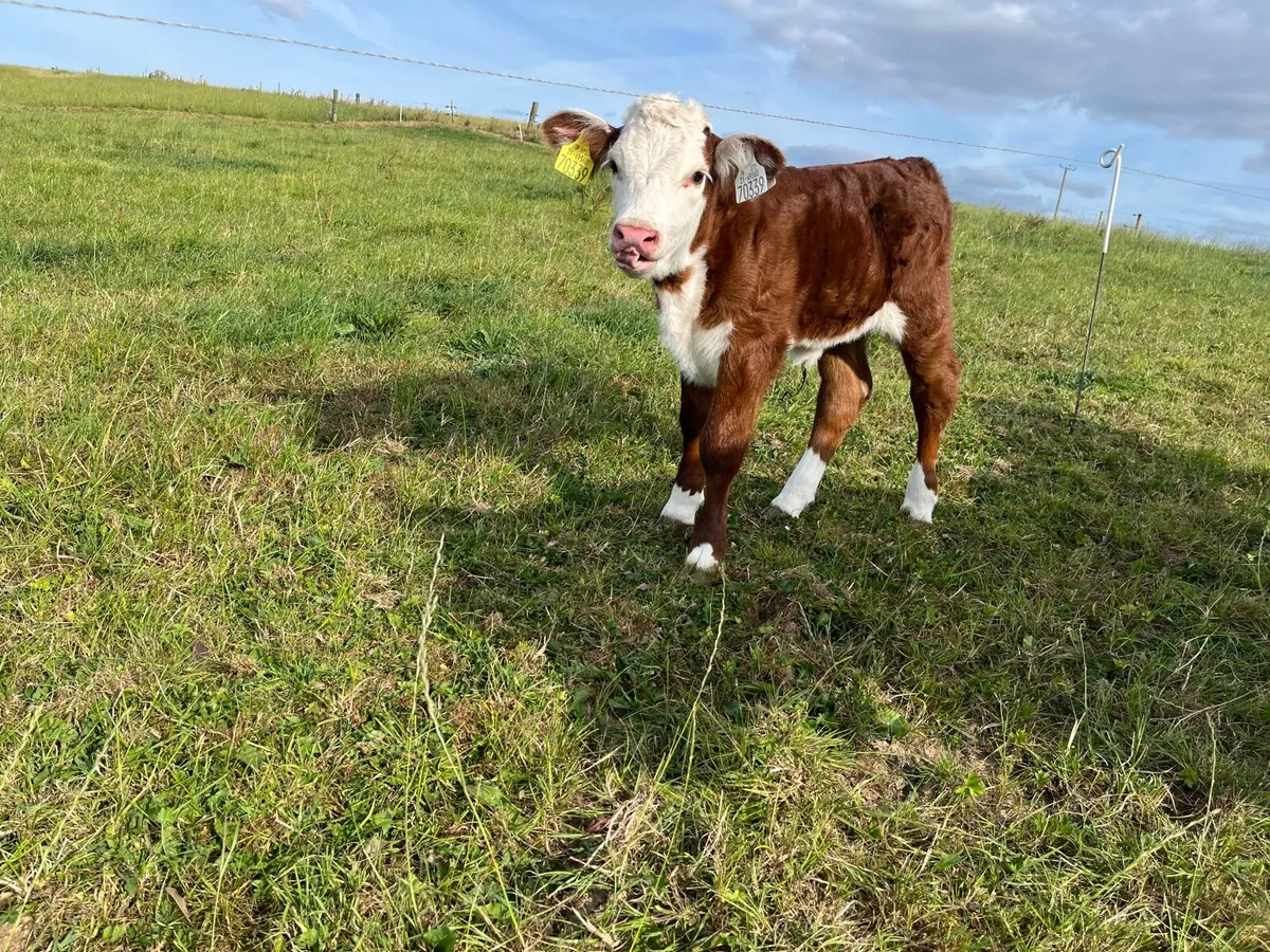 Pedigree Hereford cows and calves - Image 4