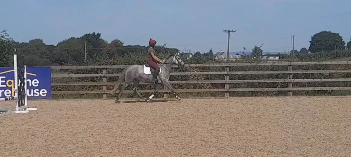Connemara mare - Image 2