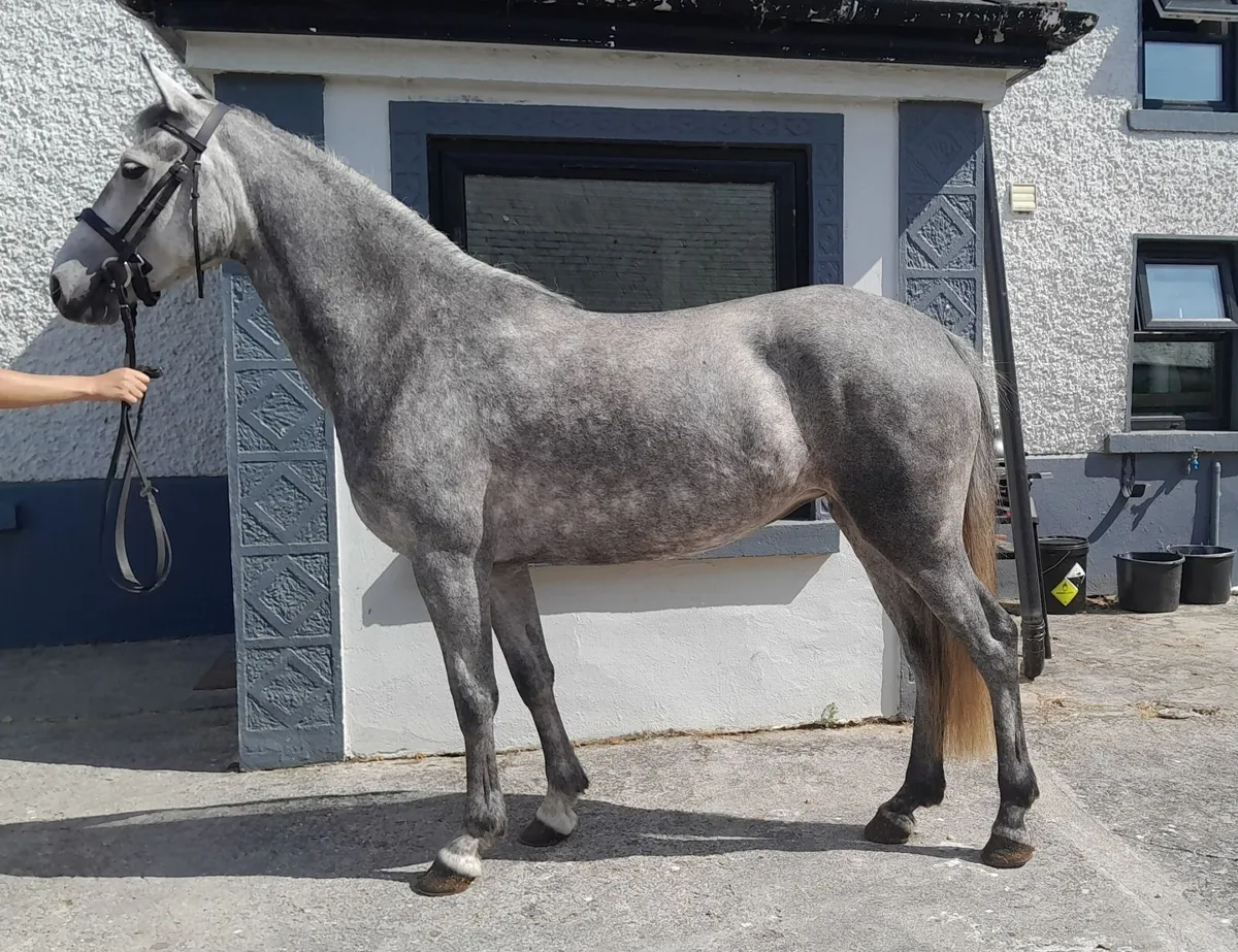 Connemara mare - Image 1