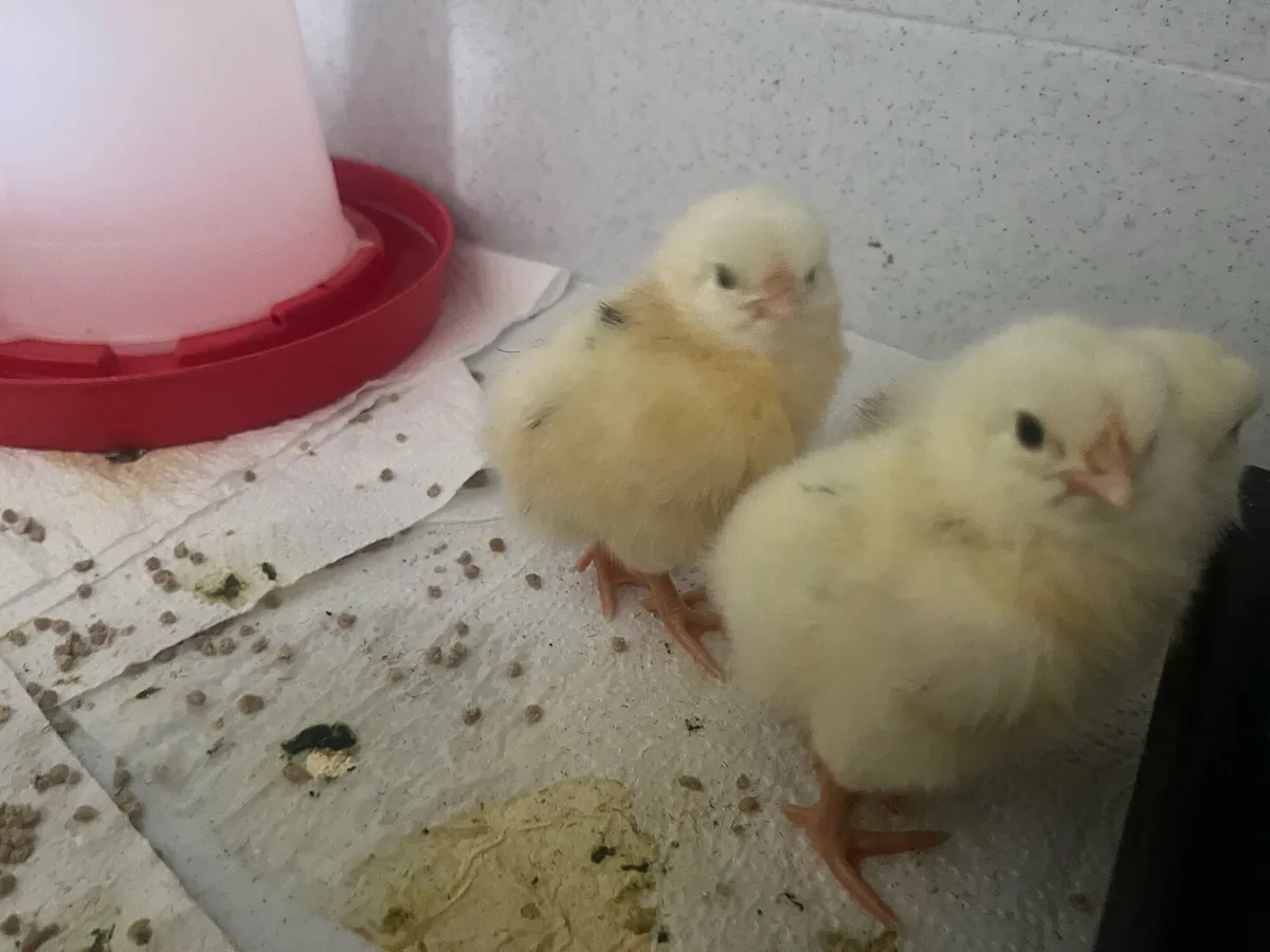Day old chicks - Image 4